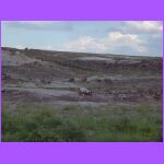 Petrified Wood.jpg